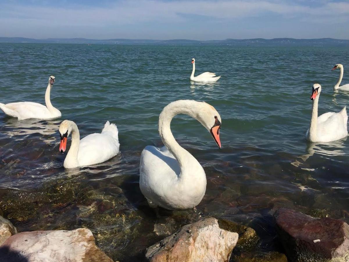 Zawia Apartman Apartment Balatonfoldvar Ngoại thất bức ảnh